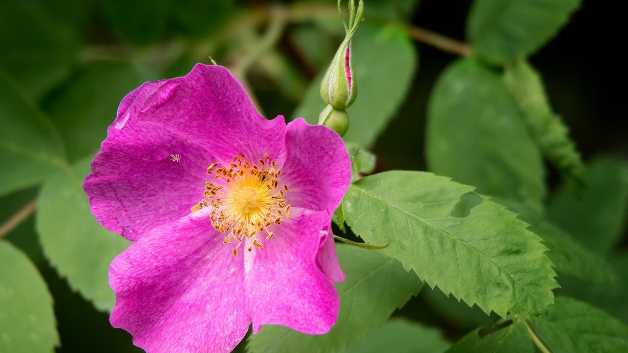 Close up of Nootka Rose (Rosa nutkana) wildflower rose pink blossom and bud growing in the Chippewa National Forest, northern Minnesota USA