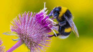 Closeup of a Bombus terrestris, the buff-tailed bumblebee or large earth bumblebee, feeding nectar of pink flowers