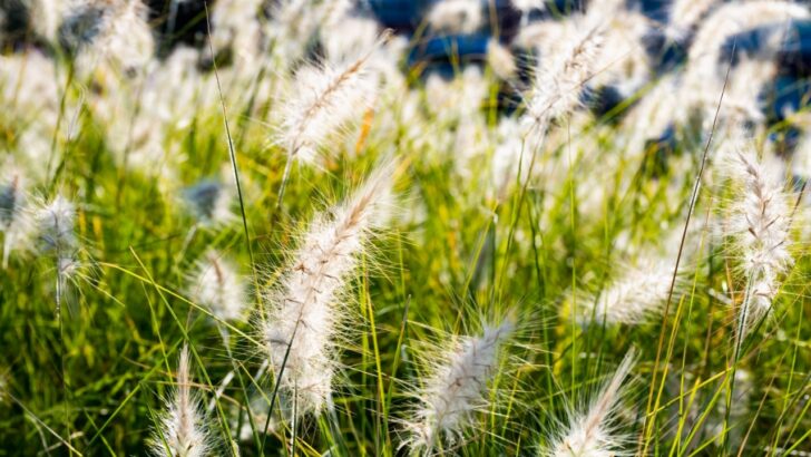 21 Lovely Low-Maintenance Perennial Grasses for Your Yard