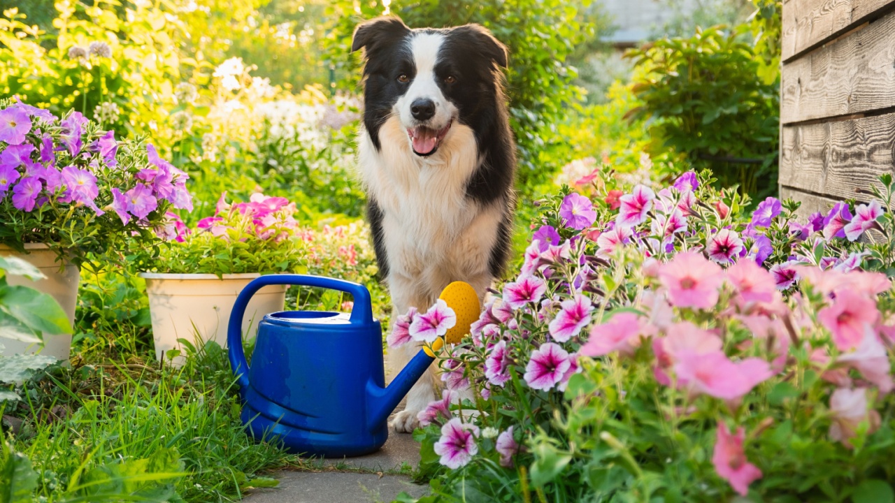 Outdoor portrait of cute dog border collie with watering can in garden background. Funny puppy dog as gardener fetching watering can for irrigation. Gardening and agriculture concept