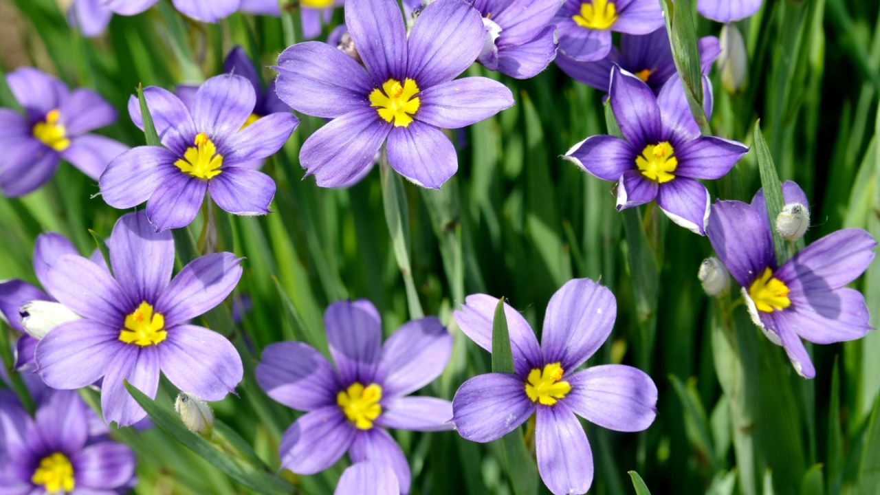 Blue-eyed grass (sisyrinchium angustifolium) flowers in springtime
