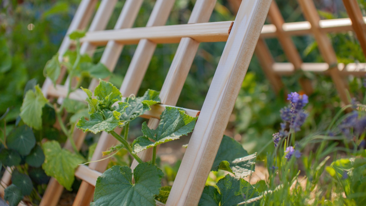 Trellises can maximize space and yield in a garden. A cedar trellis can be a beautiful additional and also provide important support to climbing and vining plants, taking advantage of vertical space