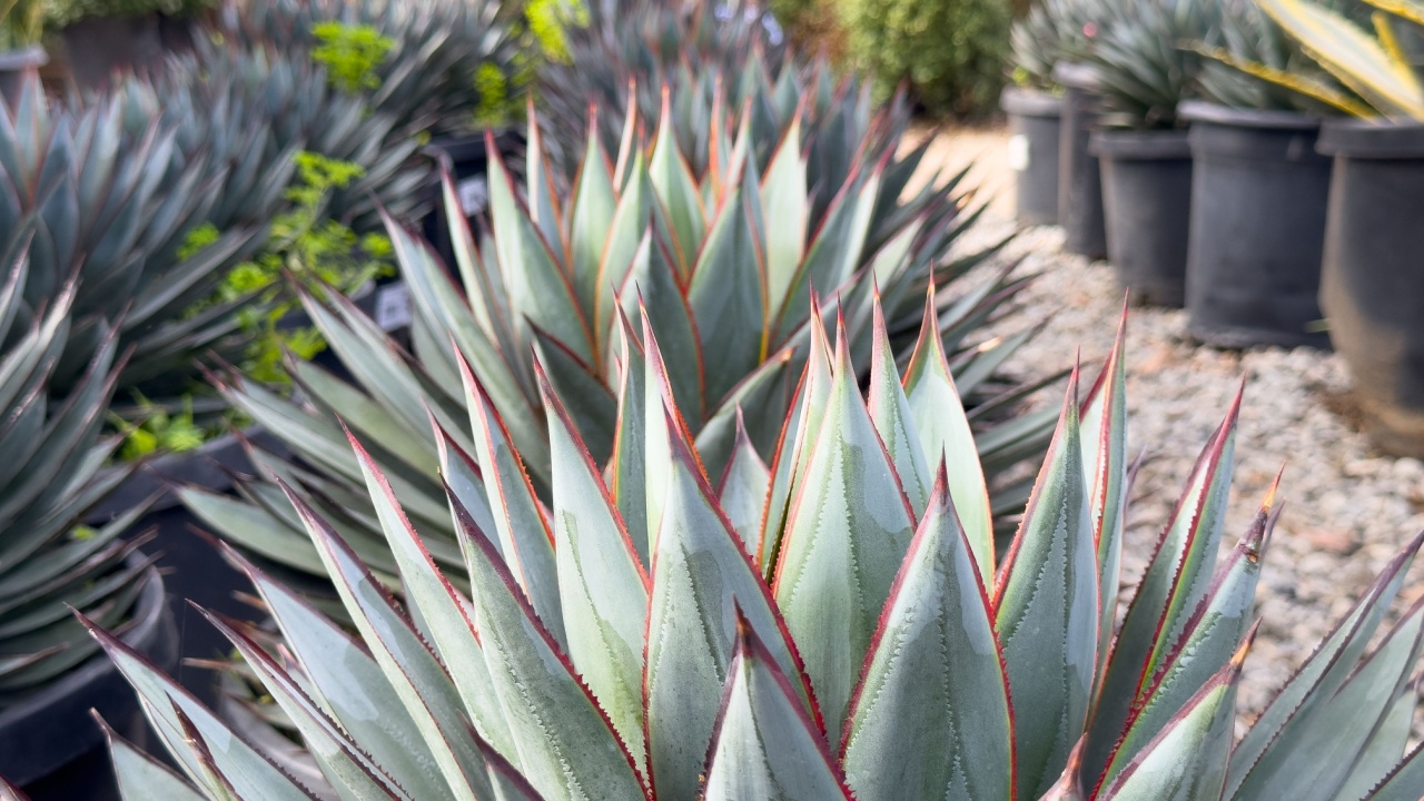 A view of several blue glow agave plants.