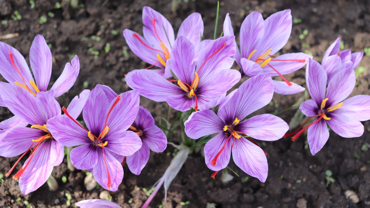 Crocus sativus, commonly known as saffron crocus, or autumn crocus. The crimson stigmas called threads, are collected to be as a spice.