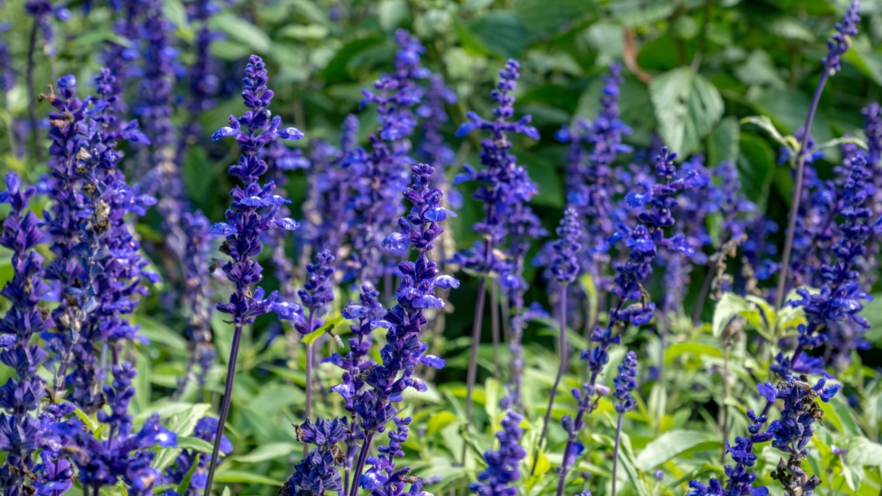 Mealy sage, Salvia farinacea, Rhea Blue, Lamiaceae on Mainau Island, Lake Constance, Baden-Württemberg, Germany, Europe
