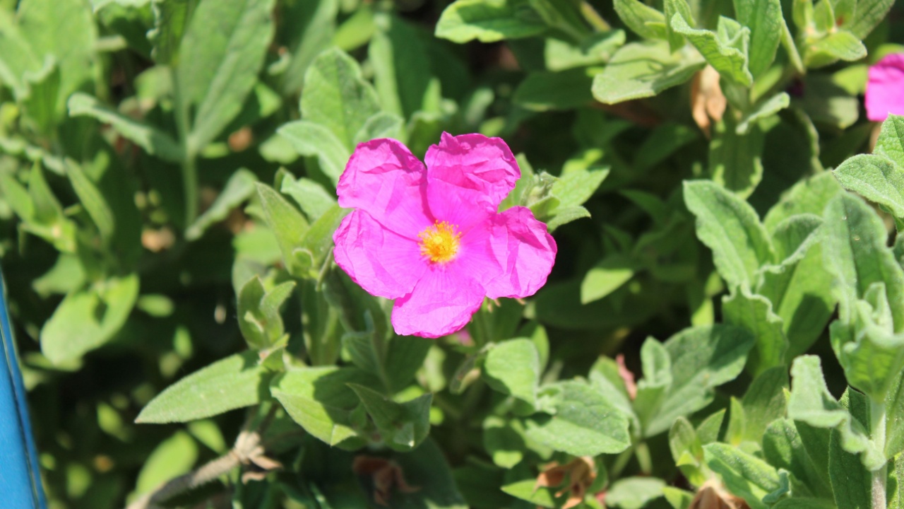 Cistus x pulverulentus 'Sunset', rockrose with dark pink blossoms