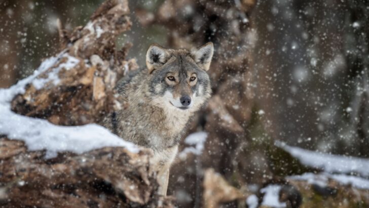 14 American Animals Protected by Law