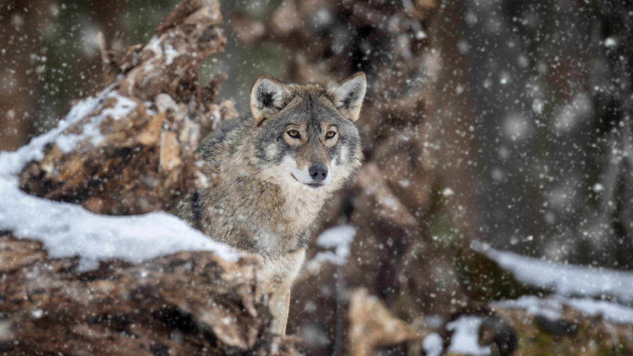 Gray wolf, Canis lupus in the winter forest. Wolf in the nature habitat