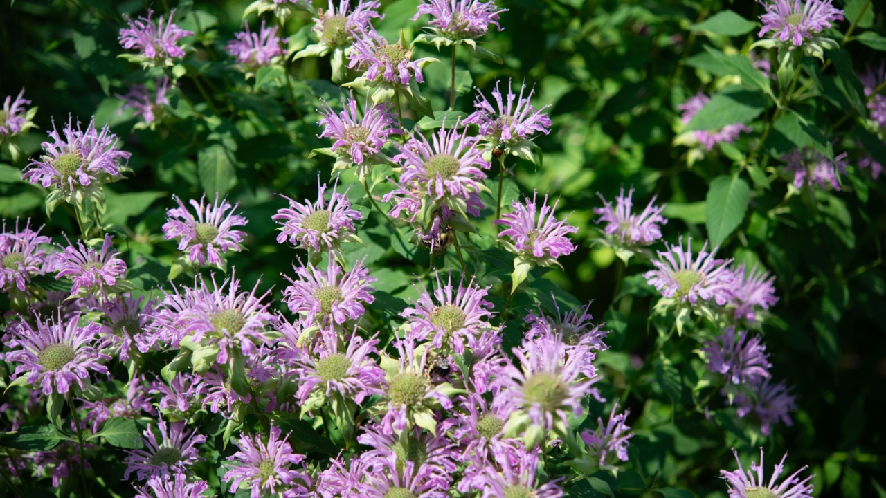 purple bee balm flowers close-up in a summer garden