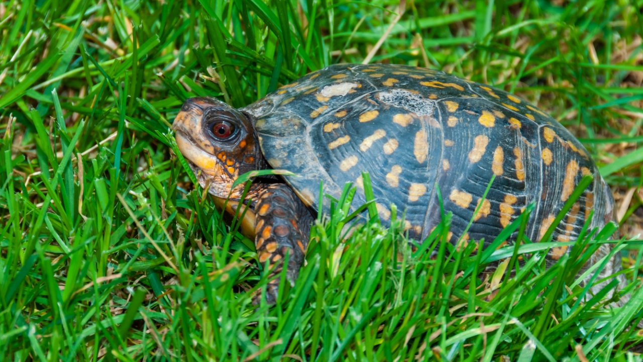 The common box turtle (Terrapene carolina), wild animal in green grass looking for food, New Jersey, USA