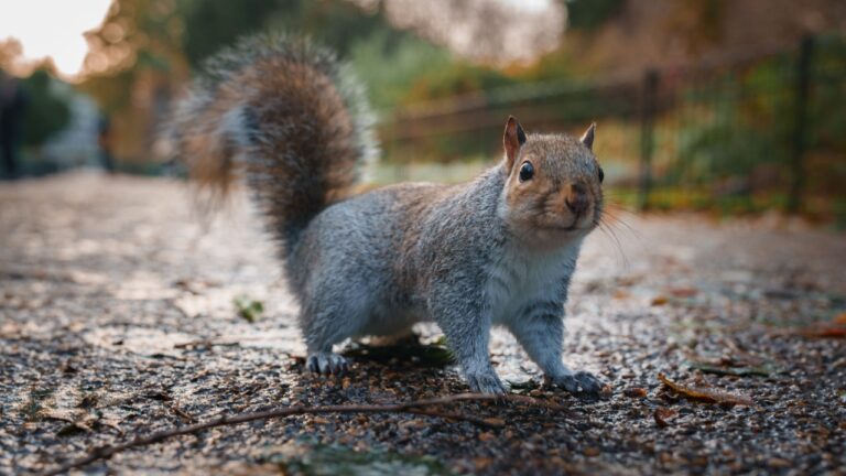 A damp grey squirrel stands alert on a leafstrewn path in a London park, its bushy tail raised, amidst the soft light of a winter morning or late afternoon.