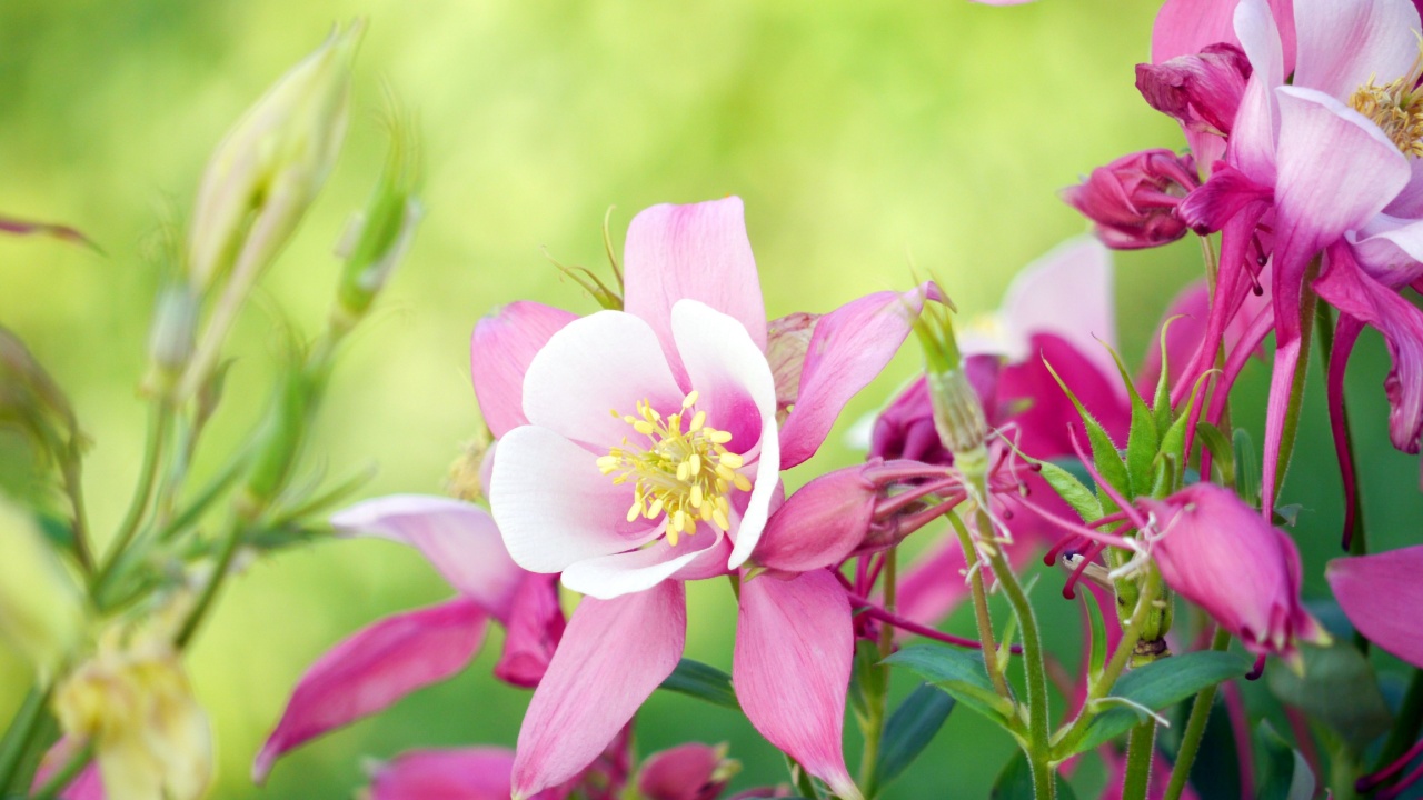 Red Columbine Flowers (Aquilegia) in the garden. Columbine (Aquilegia spp.) blooms are said to resemble jester's cap. A kind of spring flower and have many colors.