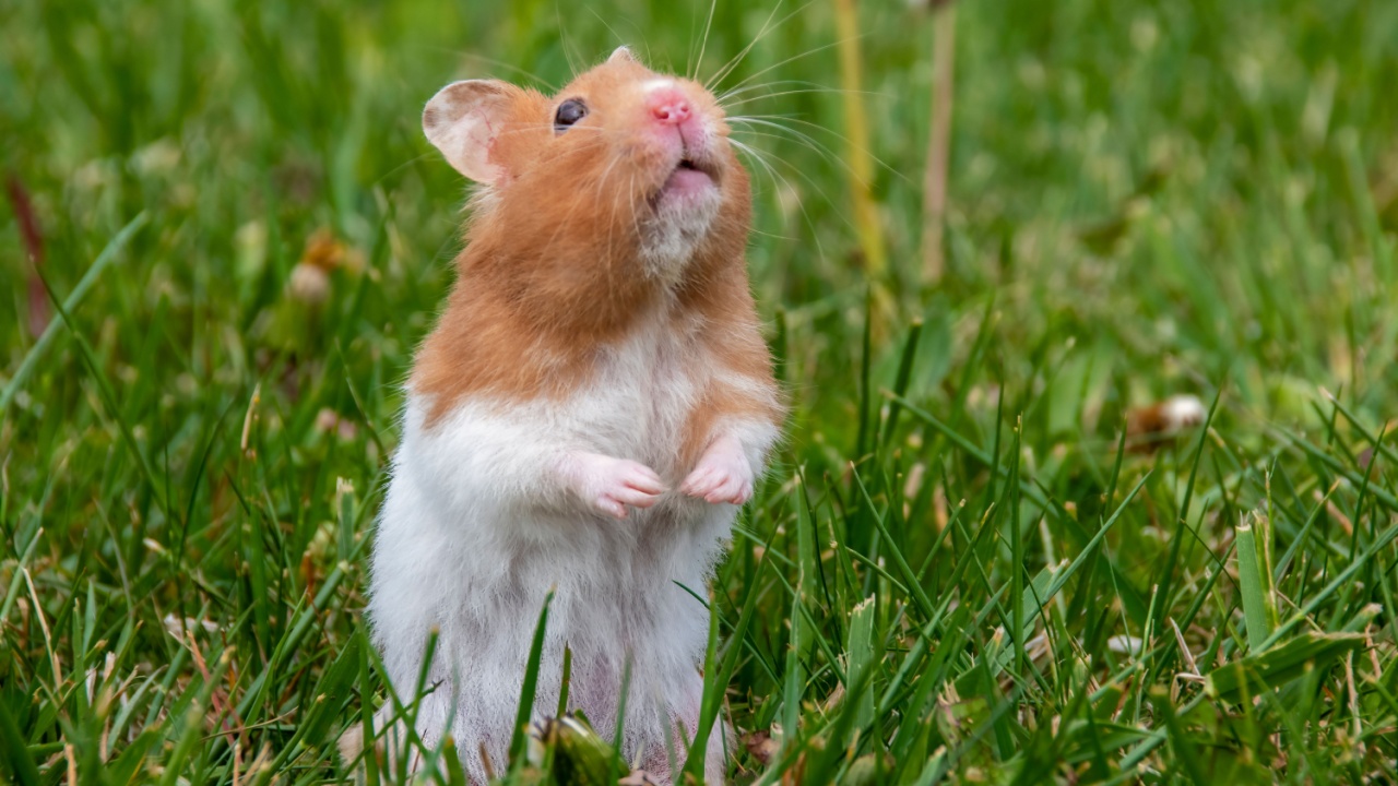 A cute, curious hamster pauses its exploration of a grassy field or meadow to stand up on its hind legs and look up at the sky with its paws in front of it in rural Ontario.