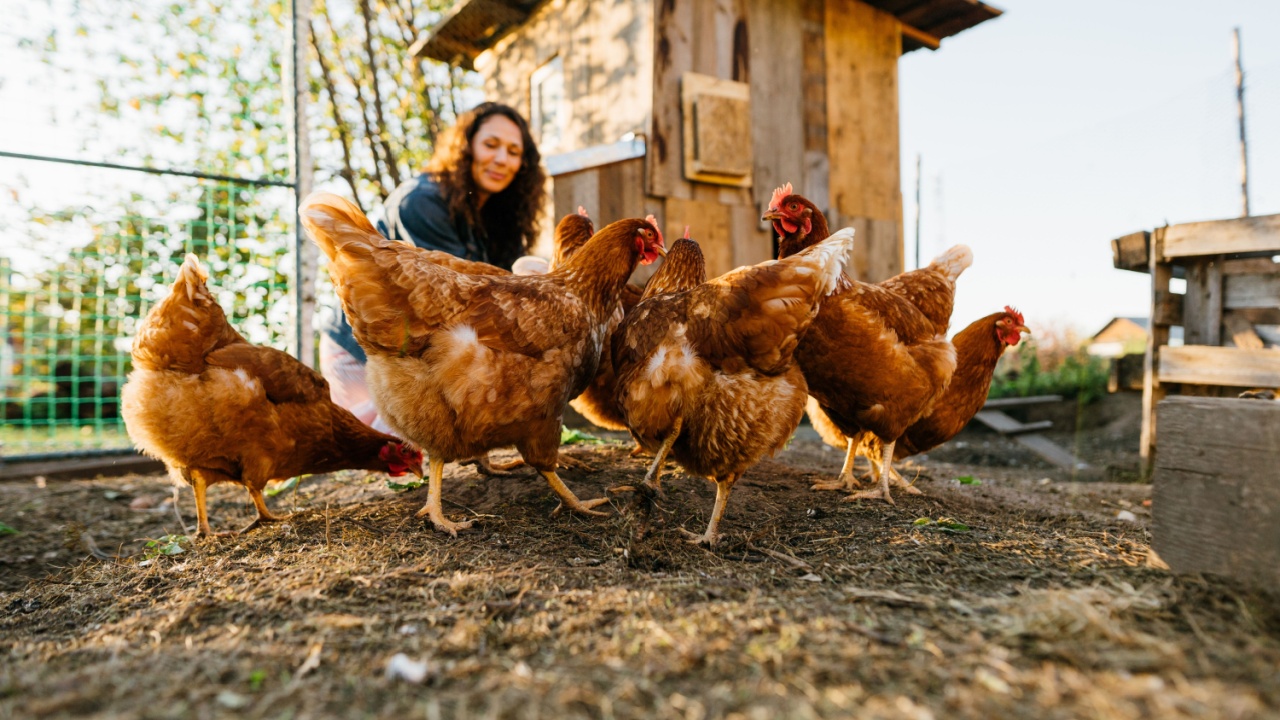 Joyful woman in chicken coop enjoying farm life by feeding chickens. Smiling farmer caring for her bird in her backyard in a rustic style, demonstrating an eco-friendly lifestyle Joyful woman in chicken coop enjoying farm life by feeding chickens. Smiling farmer caring for her bird in her backyard in a rustic style, demonstrating an eco-friendly lifestyle