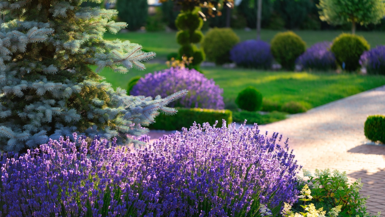 Lavender Radiance: Garden Glows with Lavender Beauty