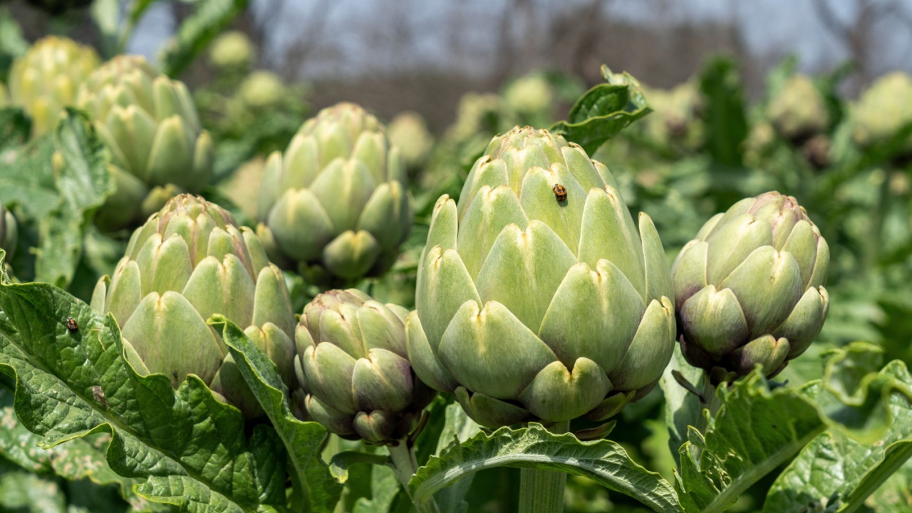 Organic Artichoke fields in picking season