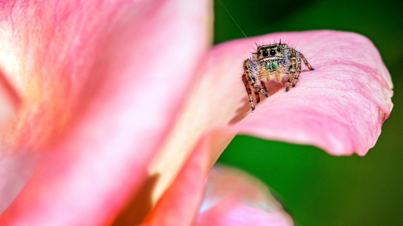 jumping spider on pink flower