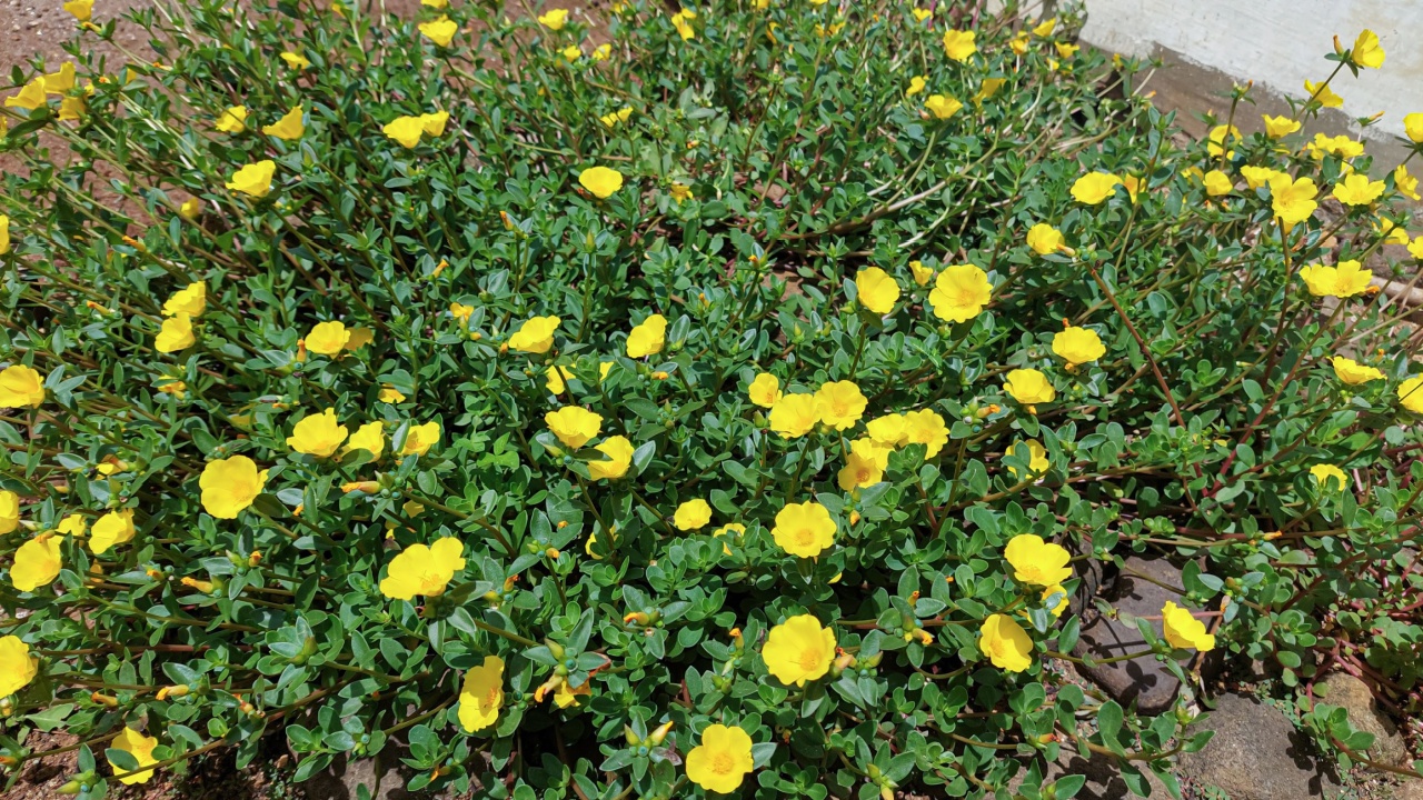 A plant called segan or purslane (Portulaca oleracea).