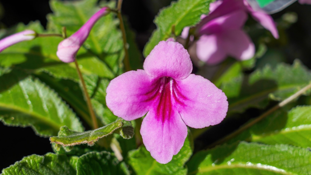 Pink Cape primrose (Streptocarpus) flowers in full bloom