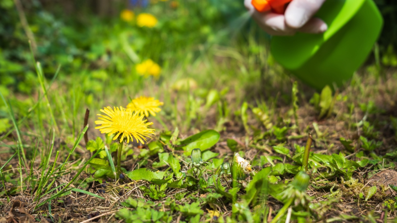 Gardener spraying weed killer on to dandelion weed growing in garden.