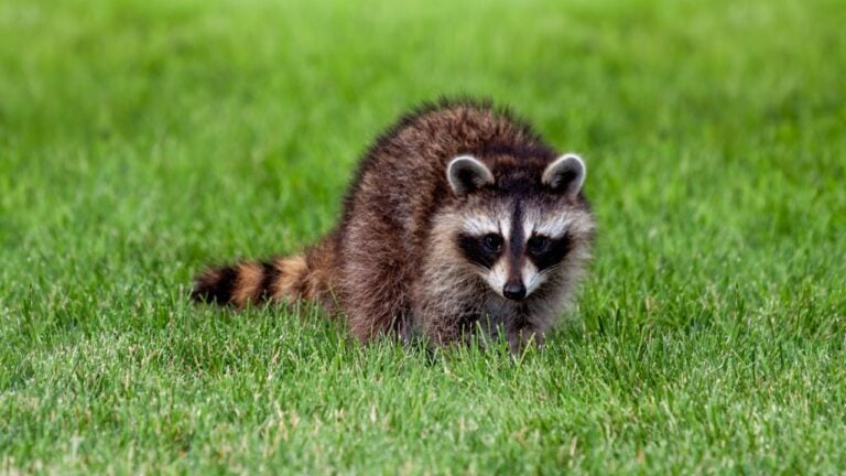 An adolescent raccoon walks across the green grass of a suburban backyard.