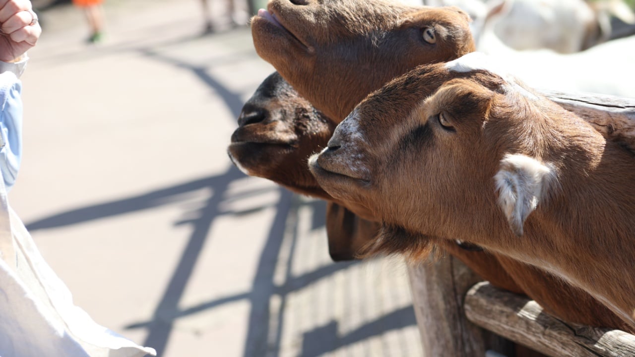 Nigerian Dwarf Goat brown white cute ugly close up day time summer spring sunny beige black zoo farm