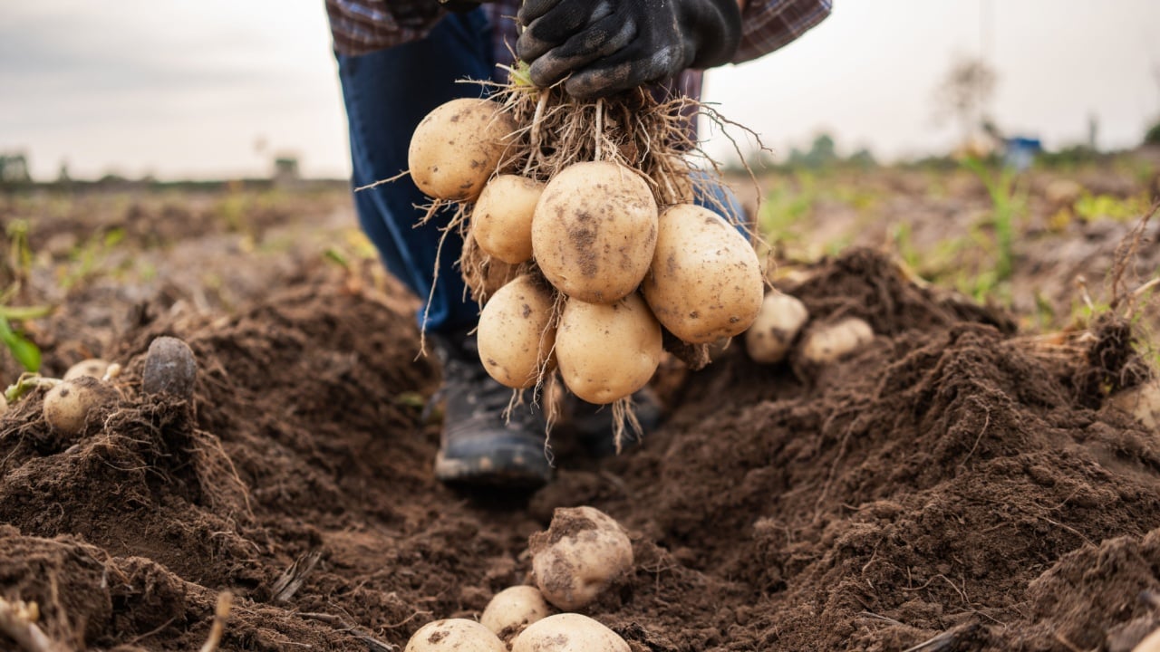 Young farmer woman harvesting potatoes in the field. working at a farm.
