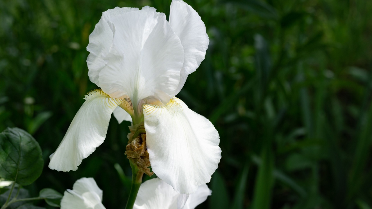 Immortality Reblooming Bearded Iris. White summer garden flowers. Hybrid spring iris blossom.