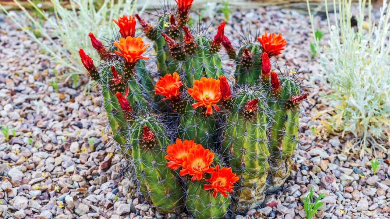 Scarlet Hedgehog Cactus in Bloom in Garden. Red flowers blooming on hedgehog cactus in rocky garden landscape. Kingcup or claretcup cactus Echinocereus coccineus
