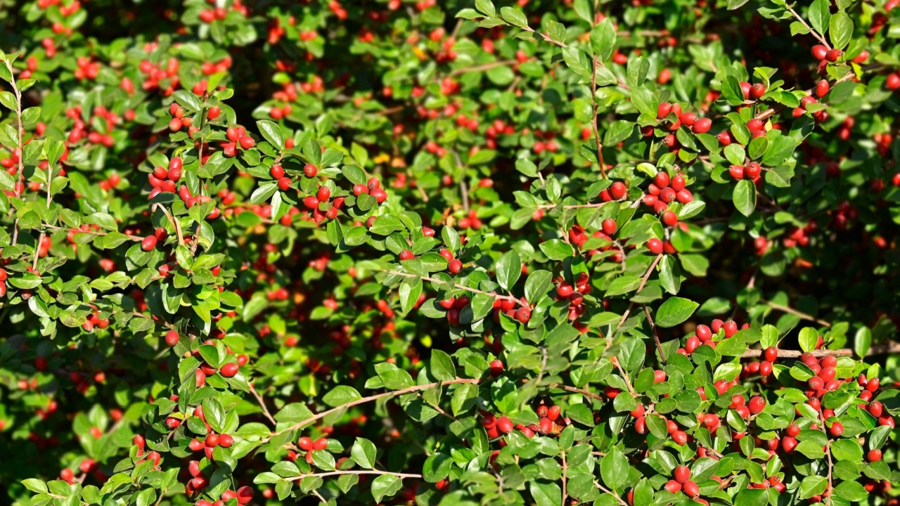Japanese barberry (Berberis thunbergii) with red berries