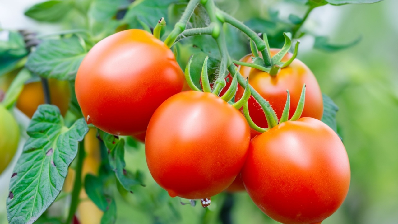Tomato plants that look fresh and ready to harvest