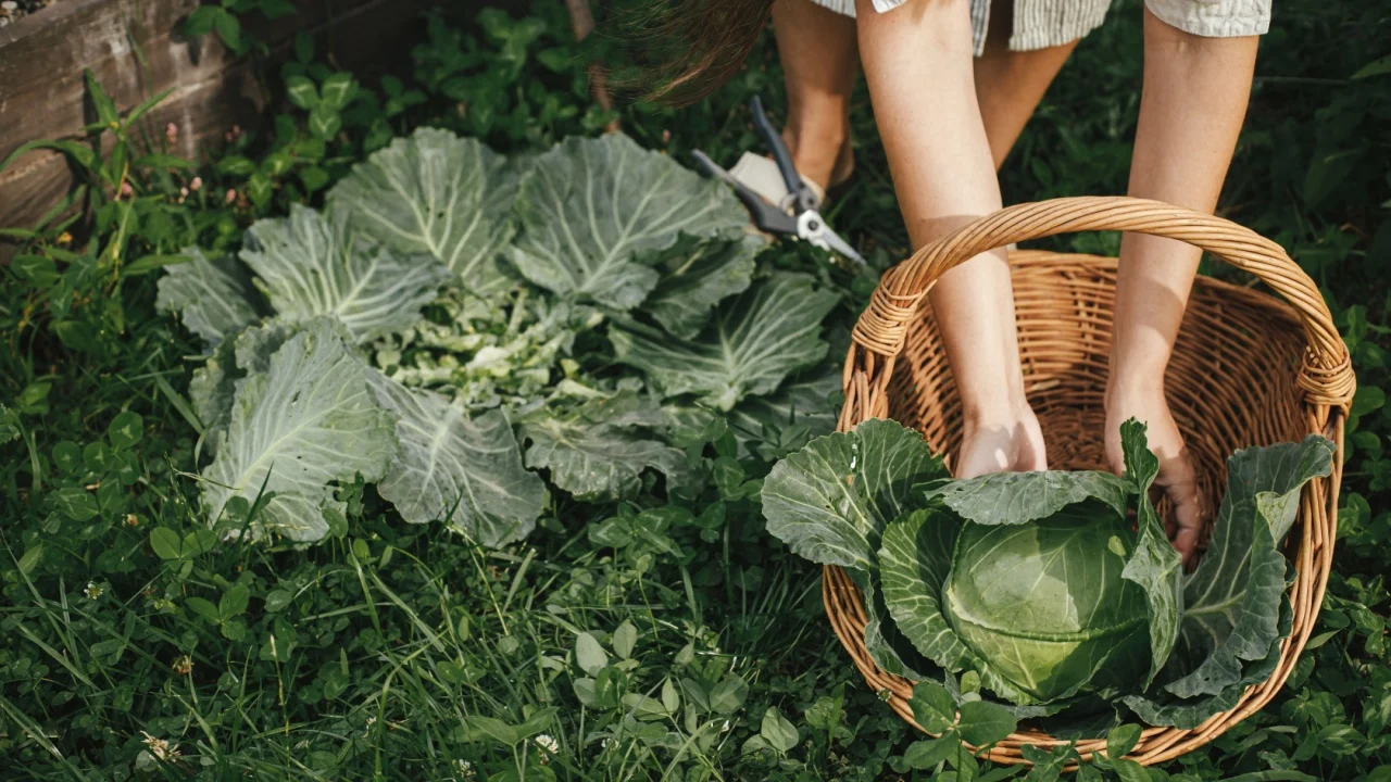 Homestead lifestyle and permaculture. Woman harvesting cabbage from raised garden bed. Hands gathering cabbage close up in urban organic garden.