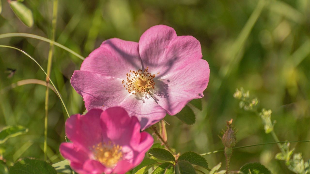 Wild rose Rosa californica blooms in the Carpathians