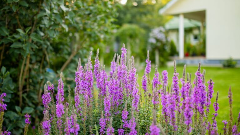 Purple loosestrife flowers blossoming in the garden on sunny summer day. Lythrum tomentosum or spiked loosestrife on a flower bed outdoors.