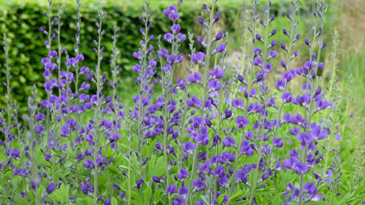 Baptisia australis, commonly known as blue wild indigo or false indigo in flower.
