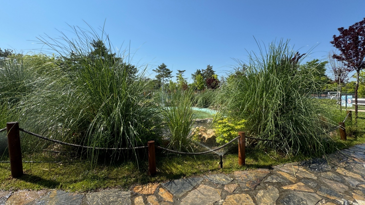 Nolina microcarpa has a pond having green presence. Nolina microcarpa, known by the common names sacahuista and palmilla, is a species of flowering plant in the asparagus family.