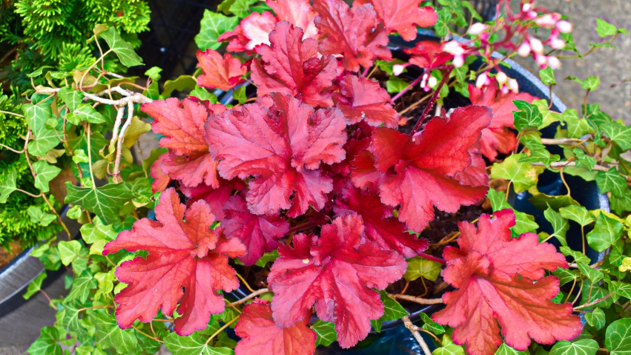 Red Coral Bells (heuchera) and English Ivy. Native to North America, Heuchera is also known as Alumroot, a name derived from their medicinal properties as a pain reliever and anti-inflammatory.