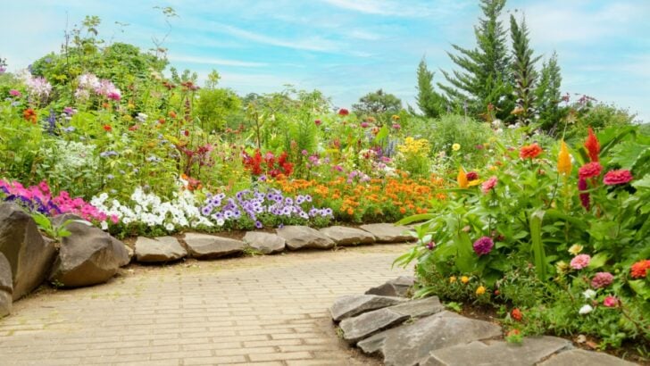8 Wildflower Gardening Ideas to Build a Colorful Yard