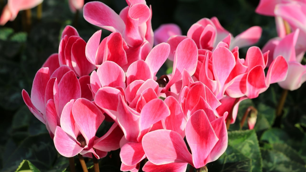 Blooming Persian cyclamen in sunny December