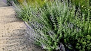 called Russian sage, is a flowering herbaceous perennial plant and subshrub. Although not previously a member of Salvia, the genus widely known as sage