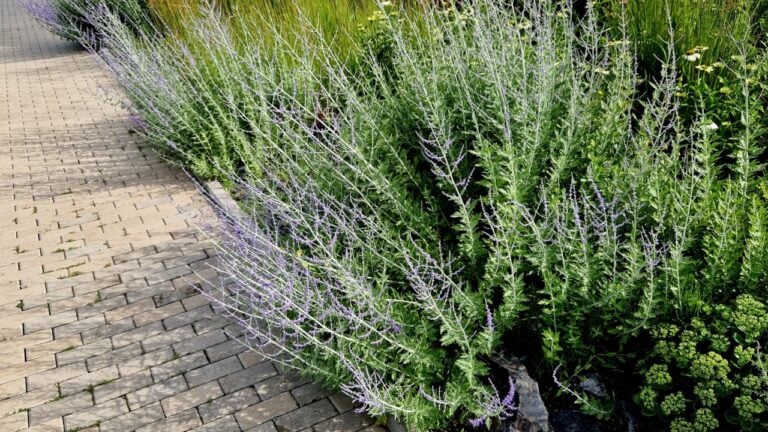 called Russian sage, is a flowering herbaceous perennial plant and subshrub. Although not previously a member of Salvia, the genus widely known as sage