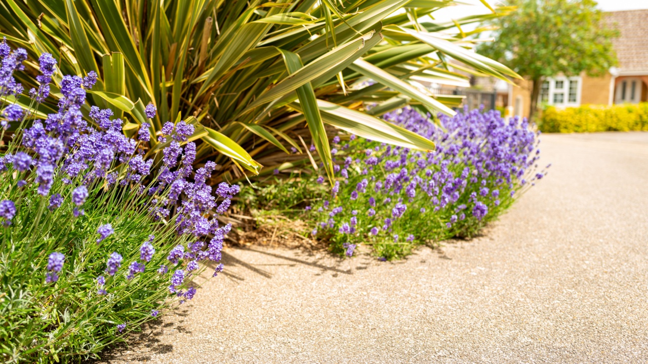 Wonder mauve coloured English Lavender plants seen growing next to a New Zealand Flax in a housing estate in the UK.