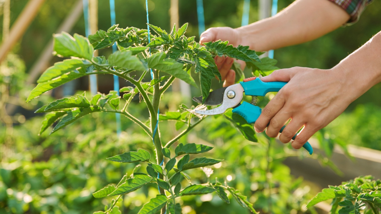Close-up of tomato plant and hands with pruning shears shaping plant