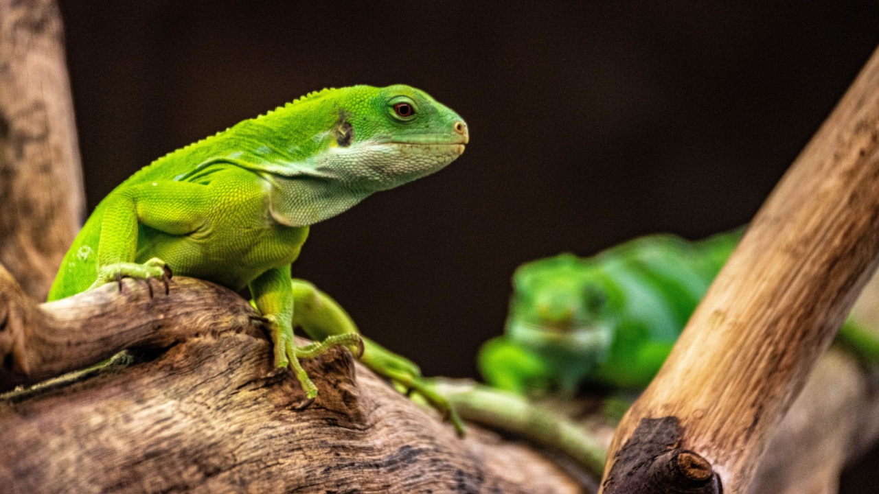 Green Fiji iguana (Brachylophus fasciatus) sits on a brown branch and looks alertly to the side with an out of focus Fiji iguana in the background at Artis zoo, the Netherlands, Amsterdam