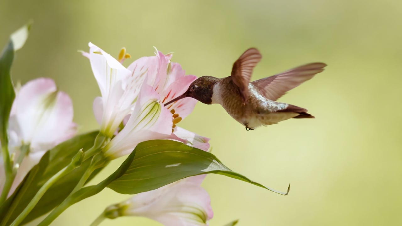 A close-up of a black-chinned hummingbird in the process of landing on a flower