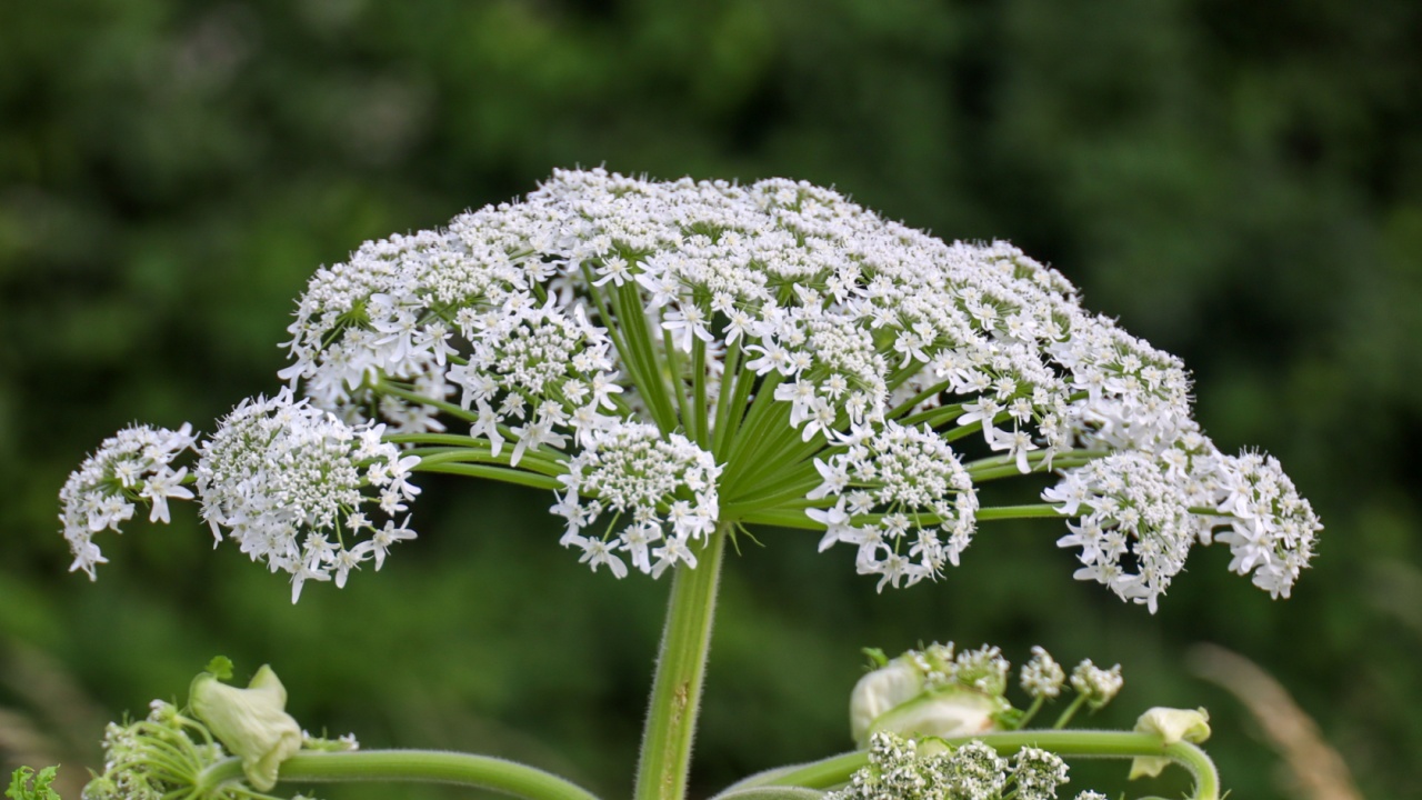 The giant hogweed is in full bloom. Touching this weed can cause burns to humans and animals. Municipalities often quickly remove this invasive exotic species.