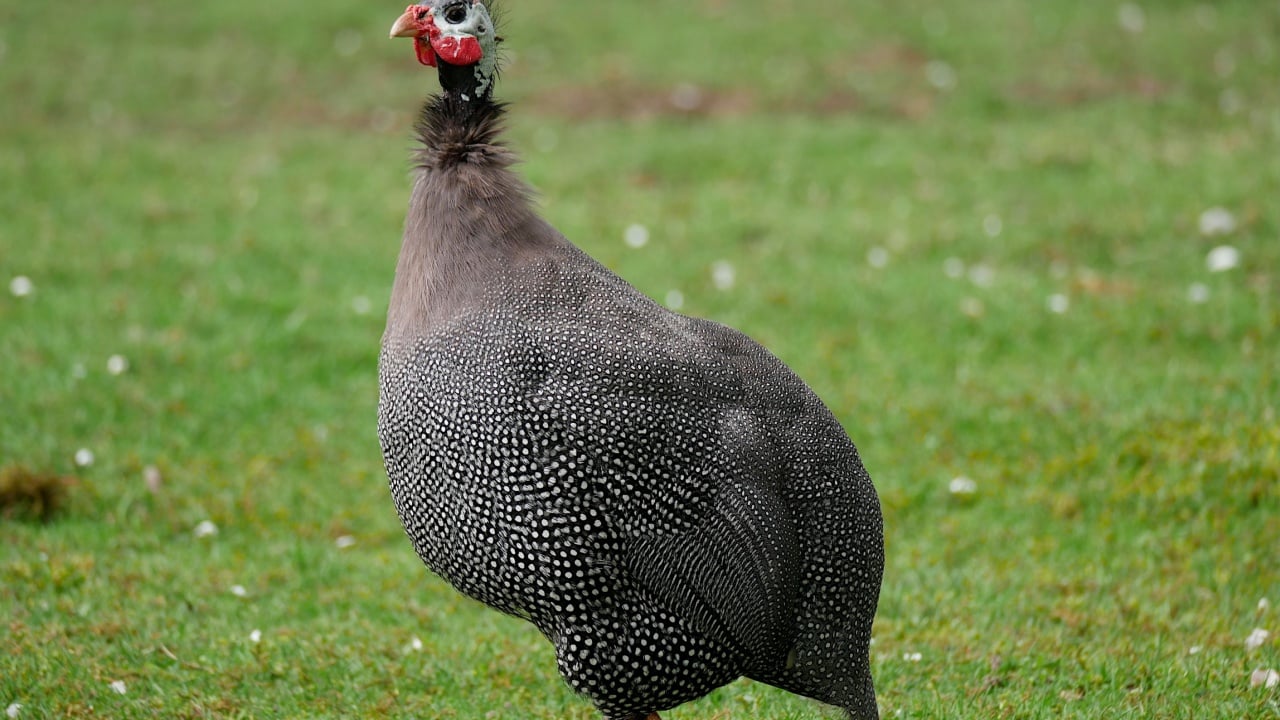 A guinea fowl in a grassy field.