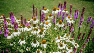 Echinacea White Swan Amongst Vibrant Purple Lupines