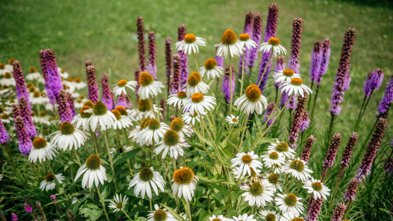 Echinacea White Swan Amongst Vibrant Purple Lupines