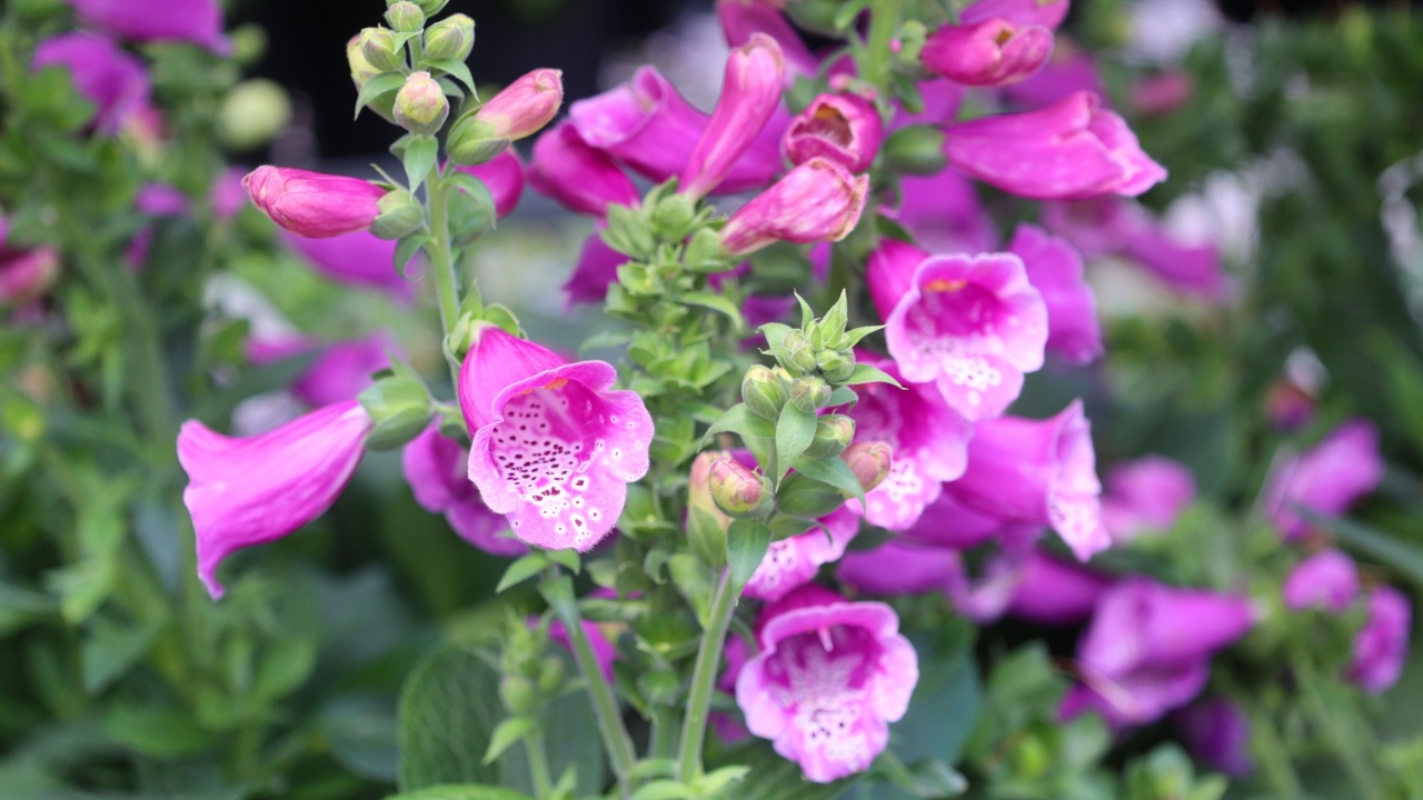 Beautiful bell-shaped purple flowers known as Purple Floxglove or Digitalis purpurea